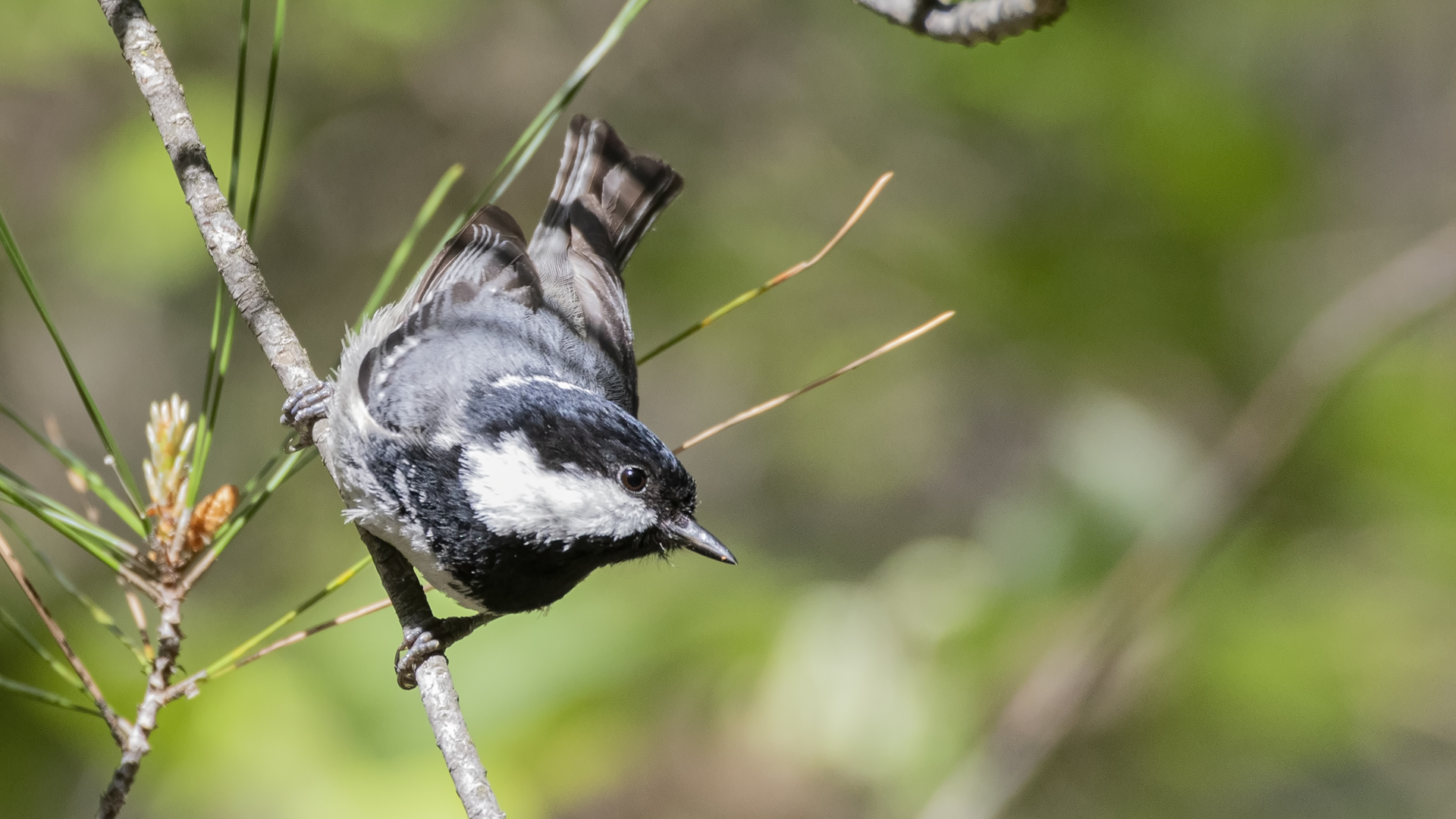 Coal Tit